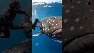 ULTRA REALISTIC WHALE RESCUE UNDERWATER---🏷️  #SaveTheWhales #CinematicOcean #WildlifeShorts