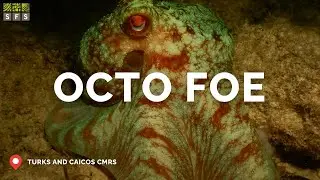 Octofoe Directed Research | Spring 25