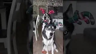Christmas outfits for dogs.#christmas #dogs #dogsoftiktok #usa🇺🇸 #dog