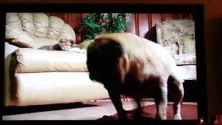 Too cute! Don't mess with a Persian!