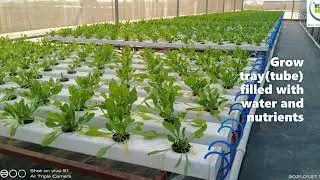 Hydroponically grown leafy vegetables-crunchy, crispy, tasty, safe without additives & preservatives