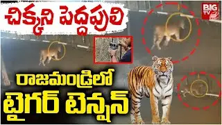 Tiger Shocking CC Footage | రాజమండ్రి లో టైగర్ టెన్షన్ | Tiger Hulchul in Rajahmundry | BIGTV