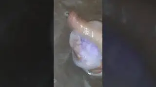 Bath bomb *EXPLODED*