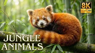 8K Wild Nature &ndash; Amazing Wildlife Scenes from Around the World