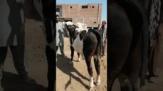 MashahAllah #shorts #animallover #mashahallah #beautiful @MultanAnimalLovers