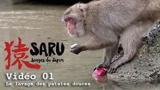 Saru - vidéo 01 - Le lavage des patates douces