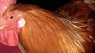 How to make desi cock (murga) recipe New style By N.K DESIGN