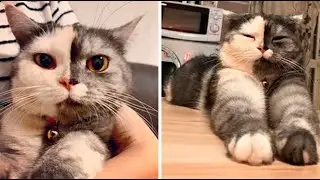 Meet Chimera The Cat Who Has A Unique Face And A Cuddly Personality Interview With Owner