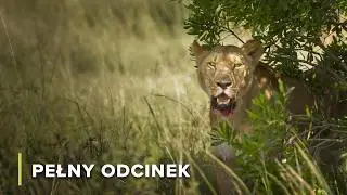 Żywa sieć życia sawanny | Ikony Dzikiej Przyrody 105