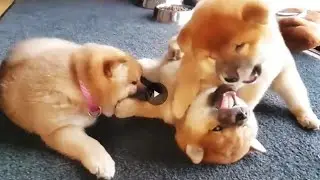 Potato faitto over mr 🐖 - MLIP / Ep 72 / Shiba Inu puppies