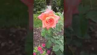 Rose Folklore/ Троянда Фольклор