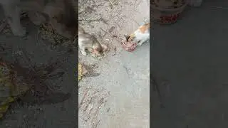 Try to feed one animal in a day❤️ #cat #animallovers #catvideos #streetcats #cutecats #cateating