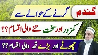 Which of the wheat varieties are resistant to Lodging || Crop Reformer