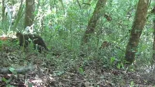 Gato do Mato Grande - Leopardus geoffroyi