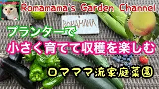 【家庭菜園】プランターでくだものや野菜を小さく育てて収穫を楽しみロマママ流栽培法　#プランター菜園　#果樹栽培