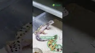 Ini dia cara membedakan gecko morph mack snow dan tug snow 🦎😬#gecko #macksnow #tugsnow #morphgecko
