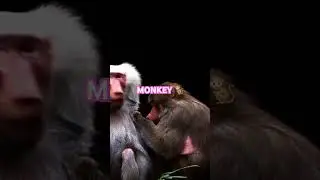 Monkey Business: Chaos, Cuteness & Banana Heists@HappyMonkeyy #monkey #monkeys #monkeyvideo