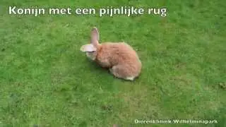 Een konijn met een pijnlijke rug. En geen E. cuniculi