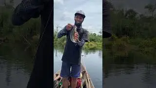 Top water explosion #fishing #mancing #angler #casting #shimano #fish #mancingmania #strike #pancing