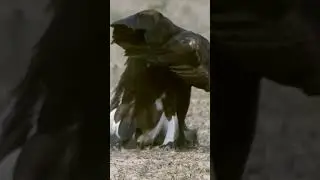 Golden Eagle Attacks Rabbit! 🐇🐇#eagle#rabbit#shorts#