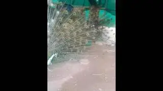 Beautiful Peacock Dance in Askari Park
