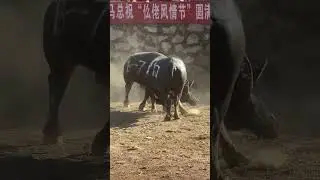 碰牛就是觀賞性強，好看愛看喜歡看 #大碰牛