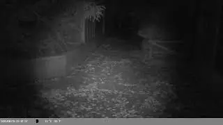 Trap Camera Captures Farms Cat (Felis catus) On 15 September 2025