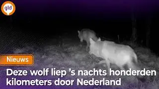 Wolf met tracker verdwijnt uit park en legt enorme afstand af