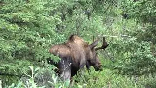 Denali NP - A Huge Bull Moose on the Savage Alpine Trail - Alaska/USA - 2018