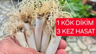 BU KÖKLERİ SAKIN ATMAYIN.AZ EKİM, ÇOK HASAT #karapırasa#kök#yenidendikim#organikpırasa 