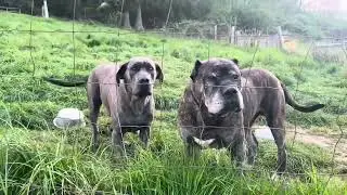 Olympicdogs: Mastiff Dane hybrids pending; Giant, athletic, obedient, protective family guardians