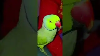 Mithu hamara ud Gaya 😭 #blog #shorts #parrot