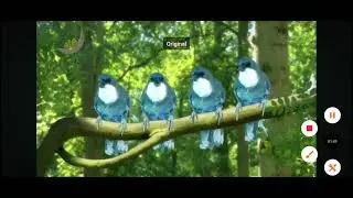 ARE THE ITNG BIRDS REALLY THAT CREEPY 