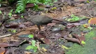 Young Crested Guan #birdbehaviour #birding #costarica