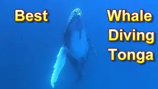 The BEST Whale Diving is in Tonga, but nobody knows it. E23 of S3 SAILING My MAGIC