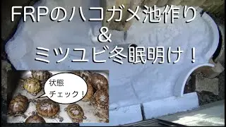 FRPのハコガメ池作り&ミツユビハコガメ冬眠明け　かめぞー☆ちゃんねる　62クラッチ目
