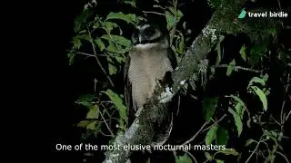 Brown Wood Owl