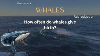 Whale Fact 28 - How often do whales give birth?