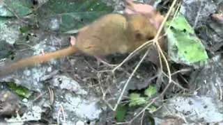 Muscardin - Haselmaus