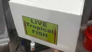 MY DREAM FISH ARRIVED DEAD!! TORCH CORAL BUY AND TANK UPDATES