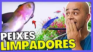 TOP 5: PEIXES LIMPADORES DE AQU&Aacute;RIO COMEDORES DE ALGAS, PEIXES PARA MANTER O AQU&Aacute;RIO LIVRE DE ALGAS