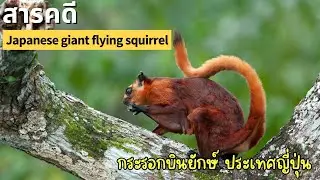 Документальный фильм: Гигантские белки-летяги Японии | Удивительная жизнь животных