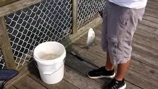 Milford, CT Saltwater Fishing at Gulf Beach Pier