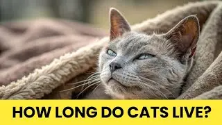 How Long Do Cats Live? Here&rsquo;s What Every Cat Owner Needs to Know