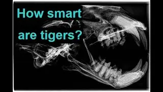 How Intelligent Are Tigers?