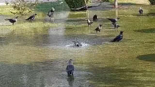 thirsty crow drinking water in garden