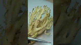 Artomyces pyxidatus, Crown tipped coral mushroom.