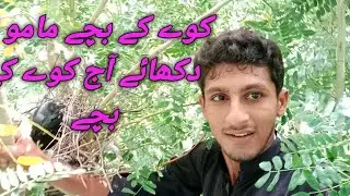 Crow bird baby is very beautiful || Birds Life || Birds in My Village