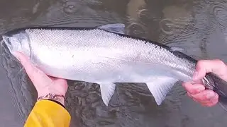 Coho Salmon Campfire Catch and Cook (Lots of Bobber Downs)
