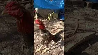 my stag 9 months old GermanxTurkish bloodline #chicken #rooster #shamo